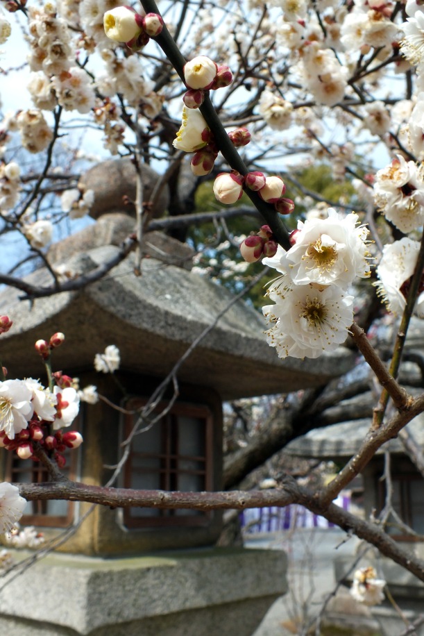 Die ersten Pflaumenblüten im Kitano Tenmangu Schrein.